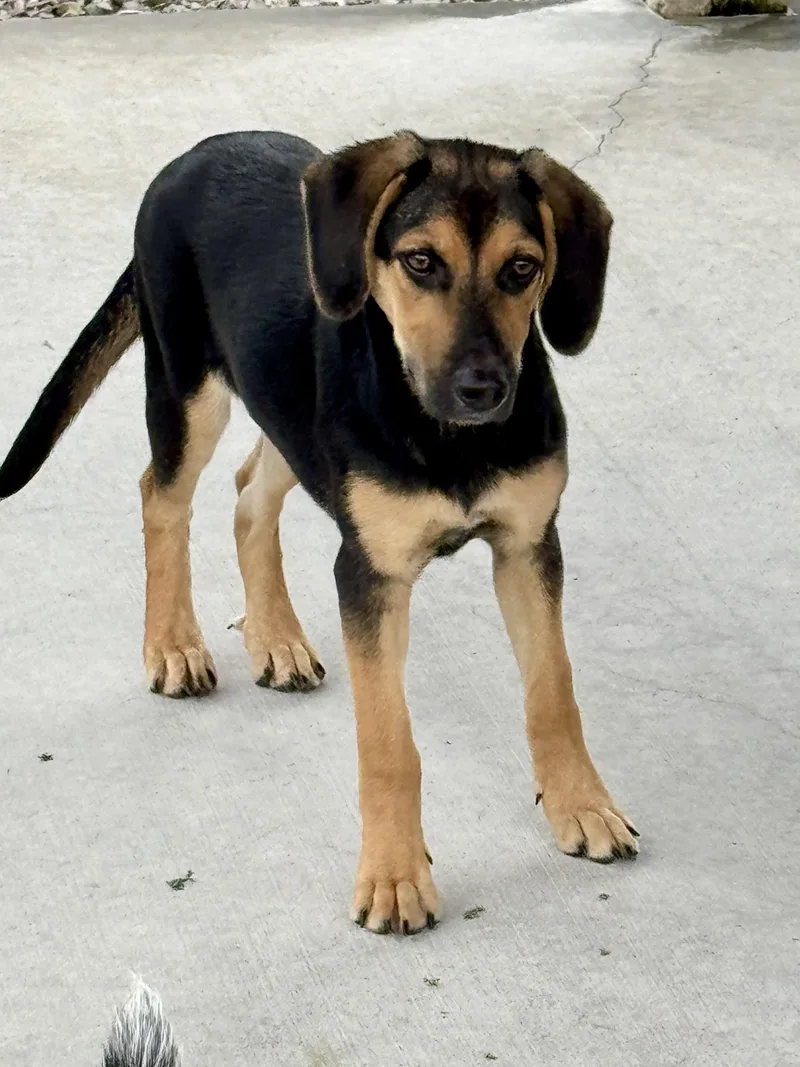 A baby small-sized female Black Beagle dog named Dolly for adoption in Hartford, KY
