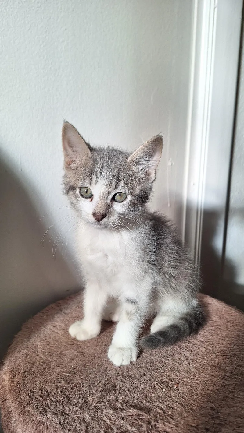 A baby medium-sized male Tabby (Gray / Blue / Silver) American Shorthair cat named Leslie for adoption in Roanoke, VA