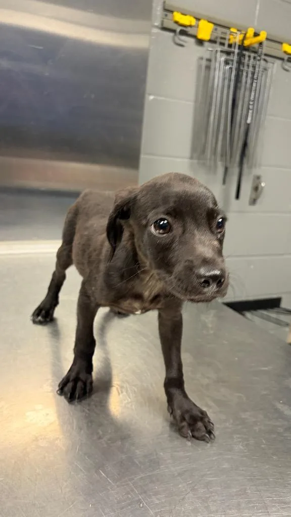 A baby small-sized male Terrier dog named B.j. for adoption in Missouri City, TX