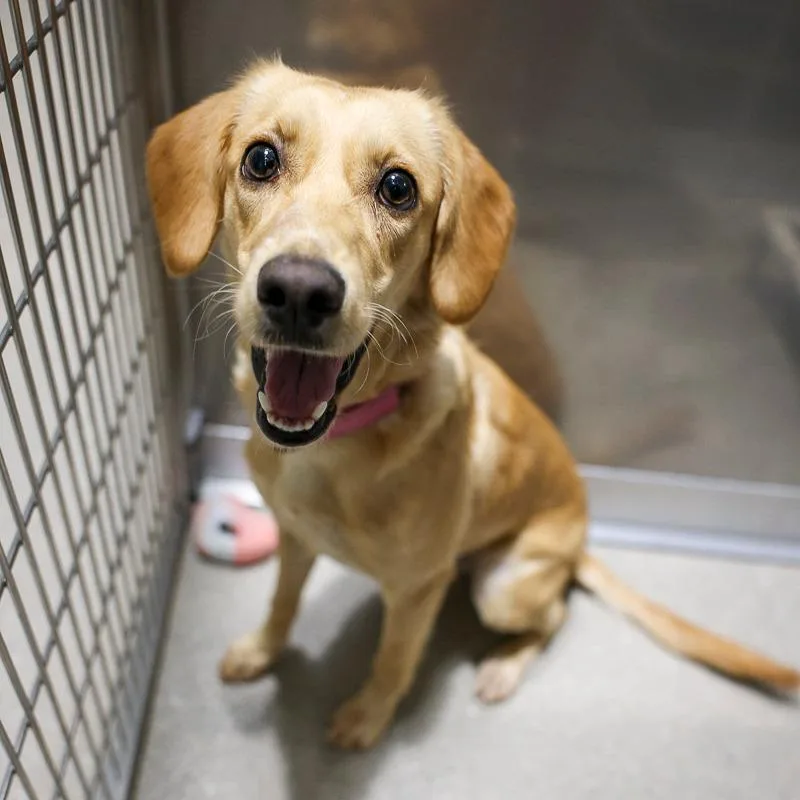 A young medium-sized female Golden Yellow Labrador Retriever dog named Lucie for adoption in Bradenton, FL