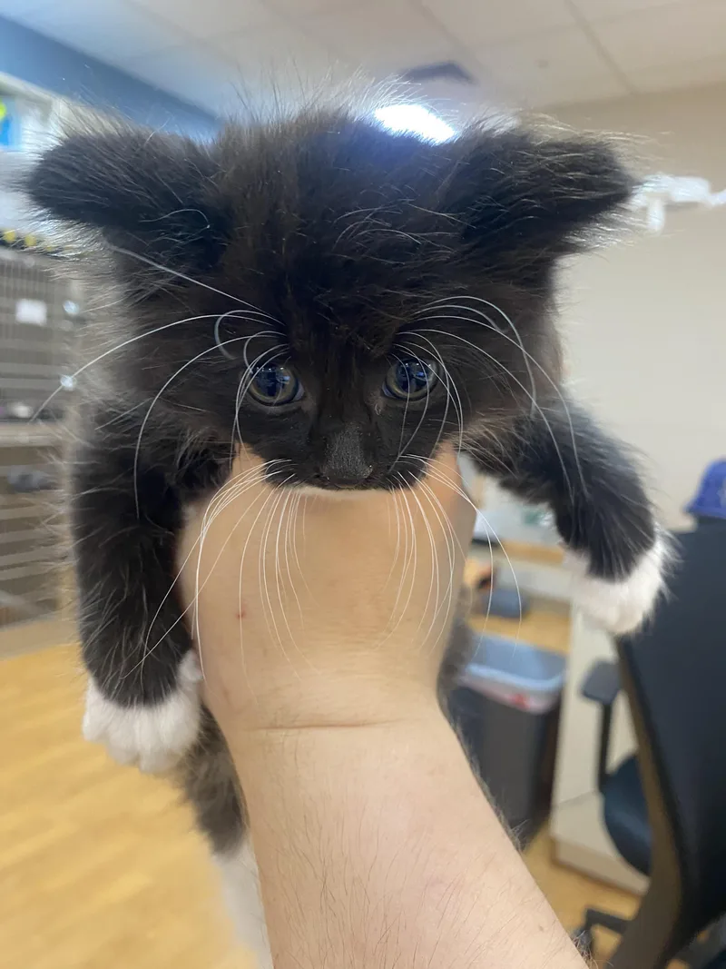 A baby medium-sized female Domestic Long Hair cat named Tyra for adoption in Ontario, NY