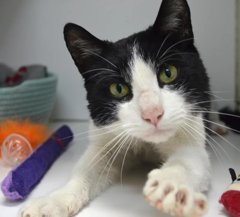 A young medium-sized male Black & White / Tuxedo Tuxedo cat named Willie for adoption in Westbrook, CT