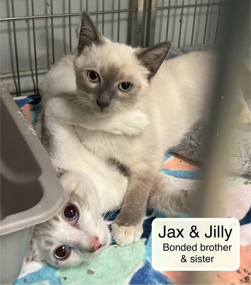 A baby small-sized female Cream Point Siamese cat named Jilly and Jax for adoption in Ellicott City, MD