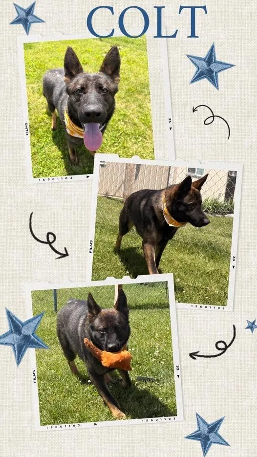 A young large-sized male German Shepherd Dog dog named Colt for adoption in Rensselaer, IN