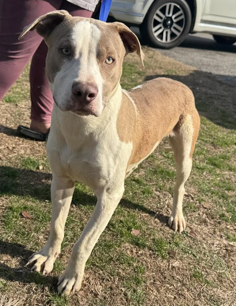 A baby large-sized male Tricolor (Brown, Black, & White) American Bulldog dog named Apple Jack for adoption in Troy, AL