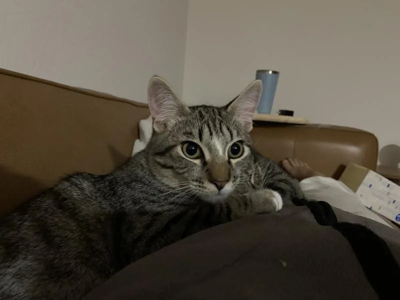 An adult medium-sized male Brown / Chocolate Tabby cat named Miso for adoption in Sunnyvale, CA