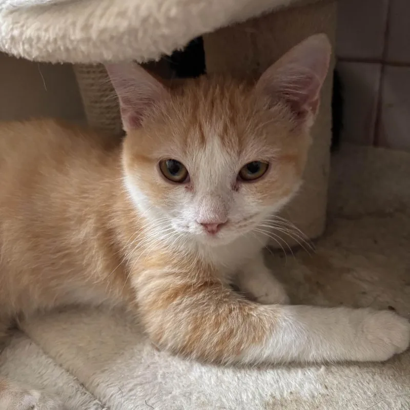 A baby small-sized female Domestic Short Hair cat named Camel for adoption in Jupiter, FL