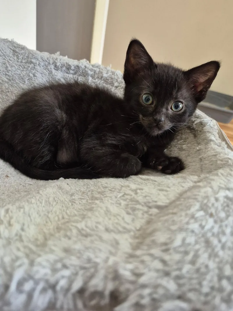 Jellybean thumbnail 2