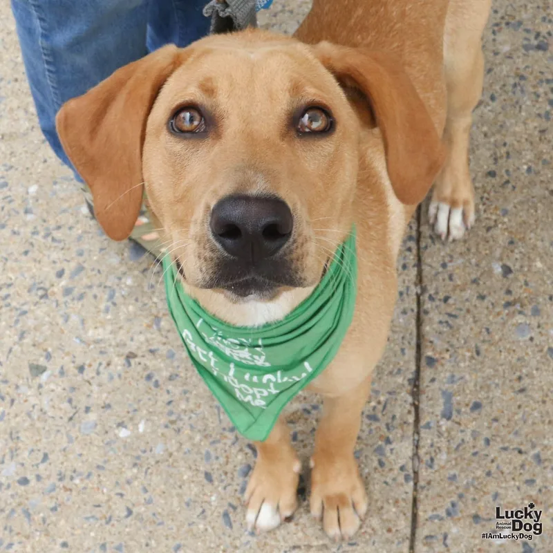 A young large-sized female Labrador Retriever dog named Vivian for adoption in Washington, DC