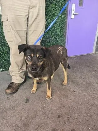 A baby large-sized female Black Mixed Breed dog named 60843041 for adoption in El Paso, TX