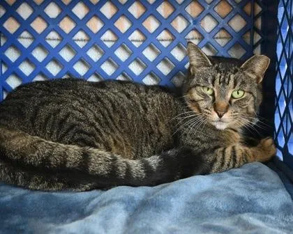 Marceline thumbnail 2