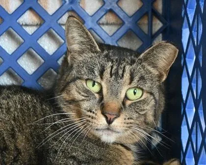 Marceline thumbnail 3