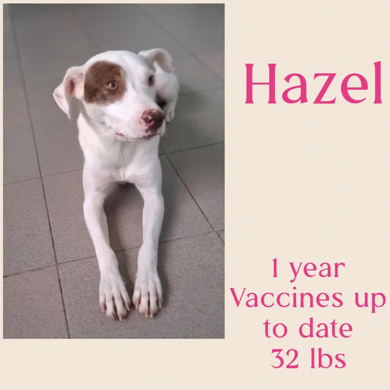 Hazel