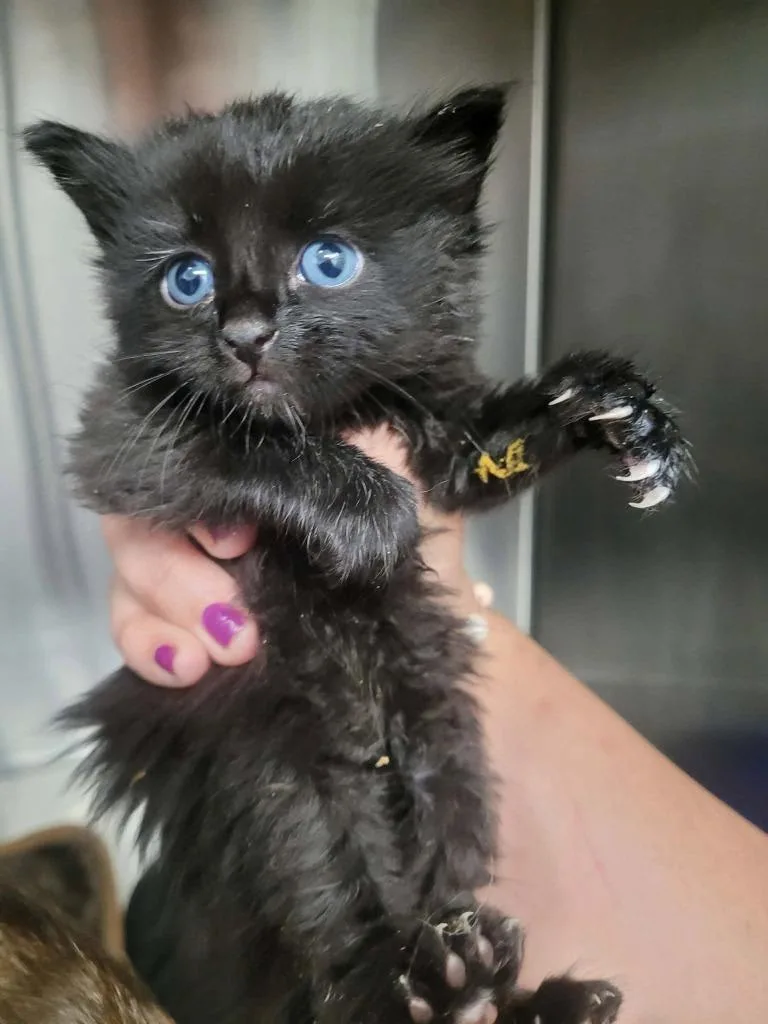 A baby medium-sized male Domestic Short Hair cat named Idaho for adoption in Republic, MO