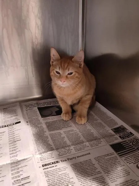 A baby medium-sized male Domestic Short Hair cat named Grand Master Oogway for adoption in Cleveland, TN