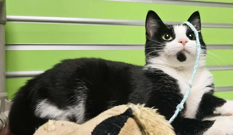 Scarlett thumbnail 2