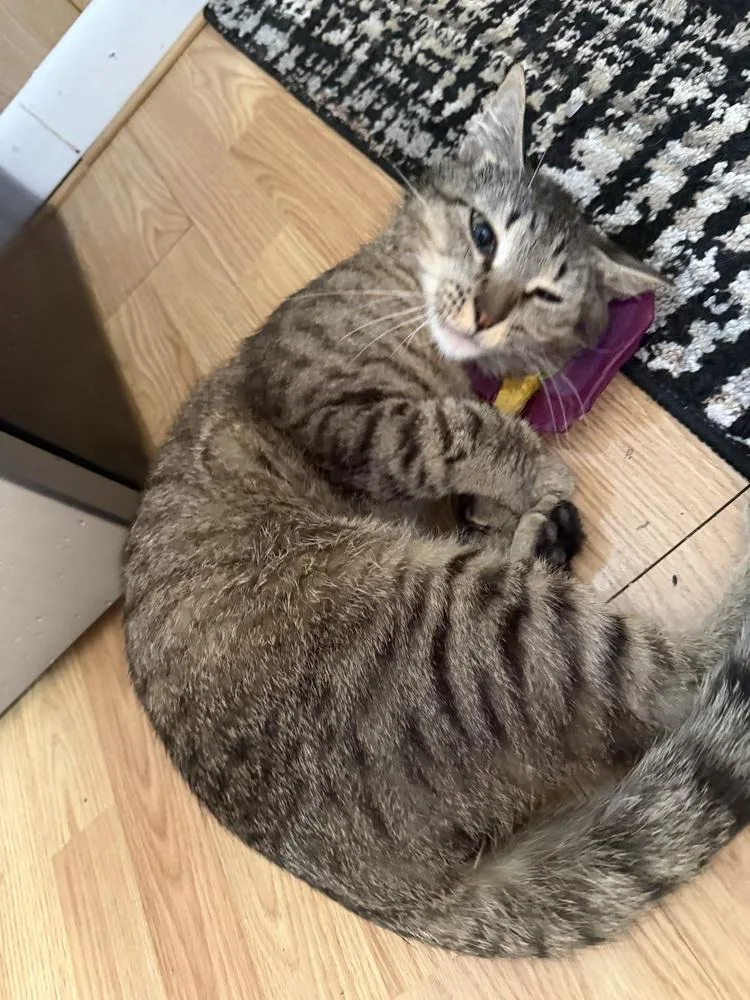 A young medium-sized male Tabby (Brown / Chocolate) Domestic Short Hair cat named Repo for adoption in Telford, PA