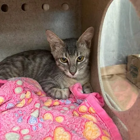 A baby medium-sized male Gray / Blue / Silver Domestic Short Hair cat named Zorro for adoption in Bastrop, TX