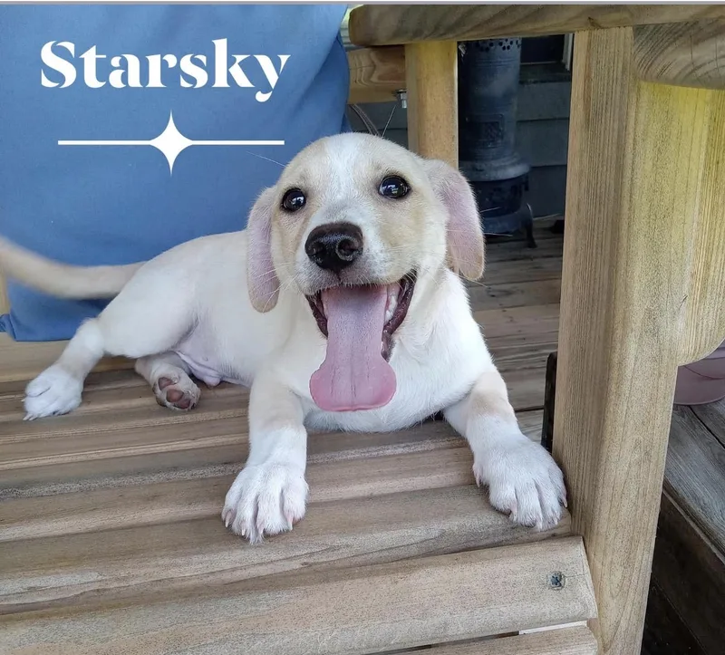 Starsky