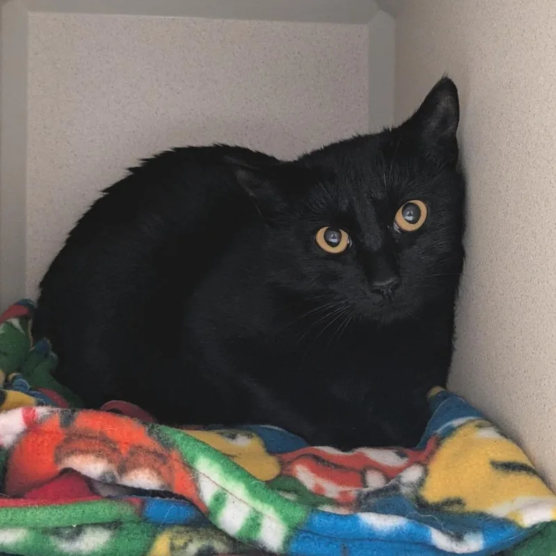A young medium-sized female Black Domestic Short Hair cat named Nutty Buddy for adoption in Providence, RI