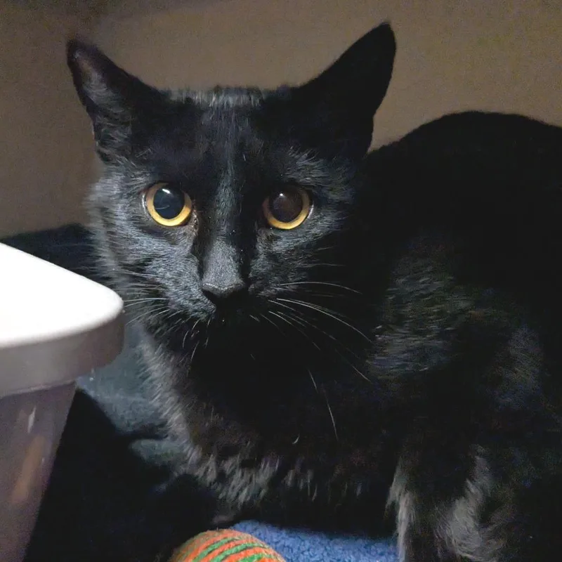 Nutty Buddy thumbnail 2