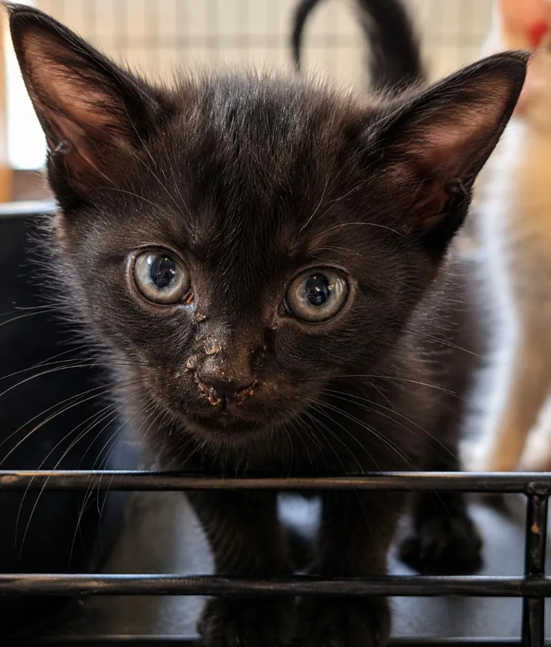 A baby medium-sized male Domestic Short Hair cat named Duck Vader for adoption in Parkville, MD