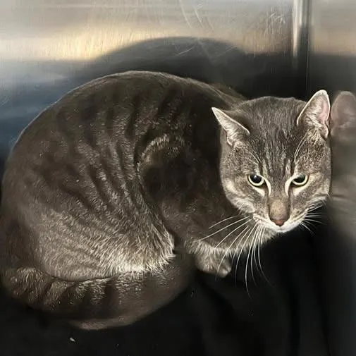 An adult large-sized male Gray / Blue / Silver Domestic Short Hair cat named Pua for adoption in Redwood City, CA