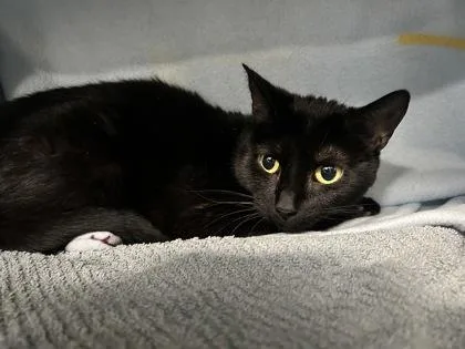 An adult small-sized female Domestic Short Hair cat named Marshmallow for adoption in Scotia, NY