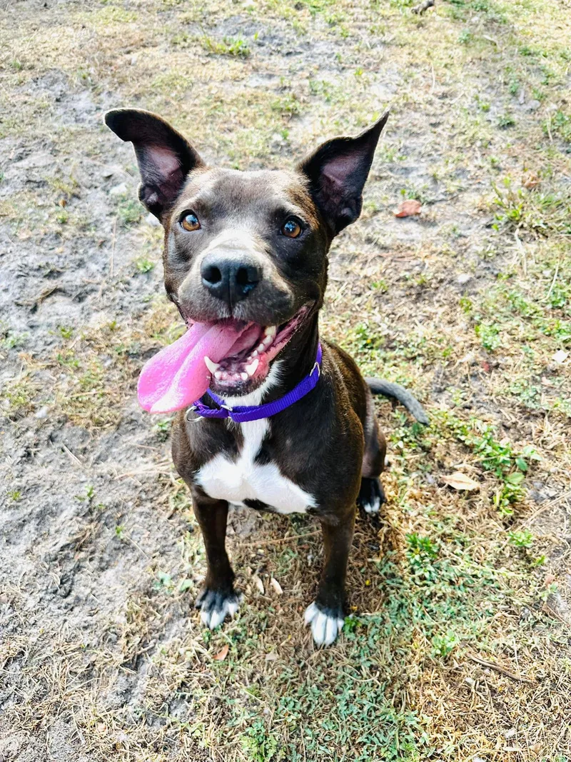 An adult medium-sized female Brindle Terrier dog named Edie for adoption in Estero, FL