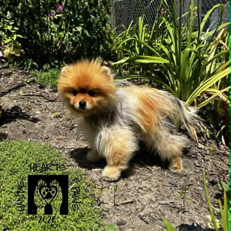 An adult small-sized male Red / Chestnut / Orange Pomeranian dog named Andre for adoption in Omaha, NE
