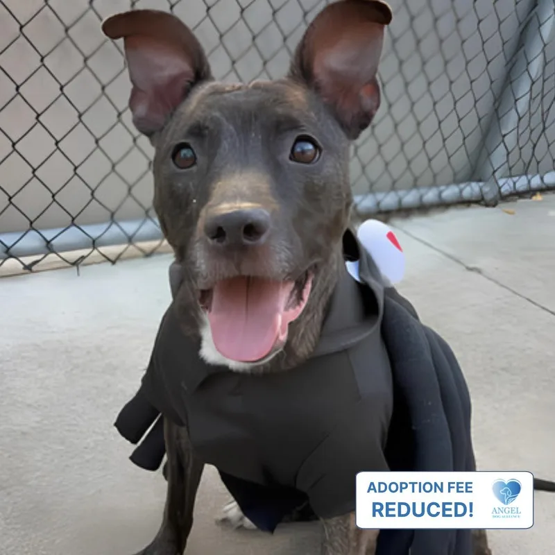 A young medium-sized female Brindle Pit Bull Terrier dog named Theresa for adoption in Naperville, IL