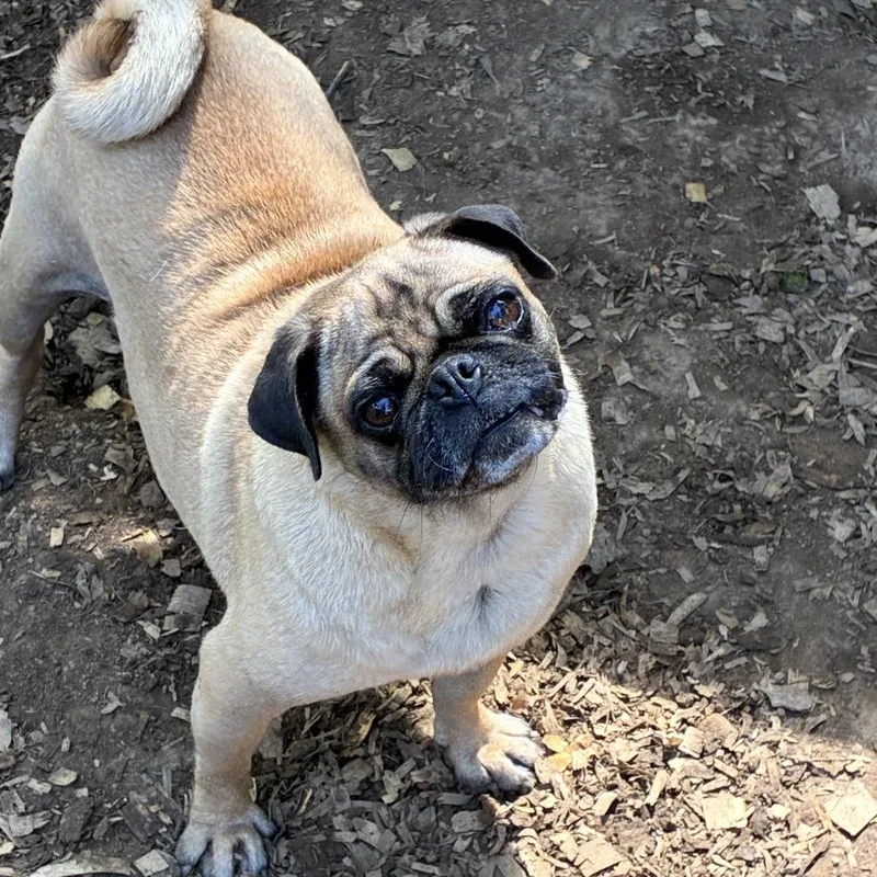 An adult small-sized female Yellow / Tan / Blond / Fawn Pug dog named Sukie for adoption in Pelham, NH