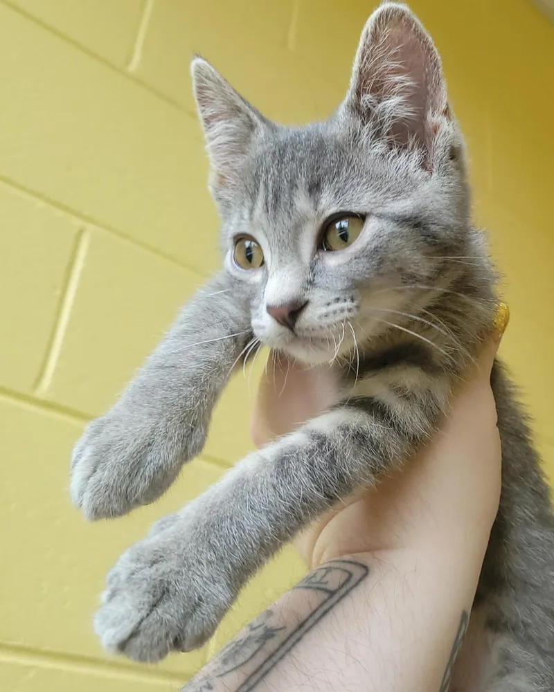 A baby medium-sized female Gray / Blue / Silver Domestic Short Hair cat named Ditty for adoption in Plover, WI