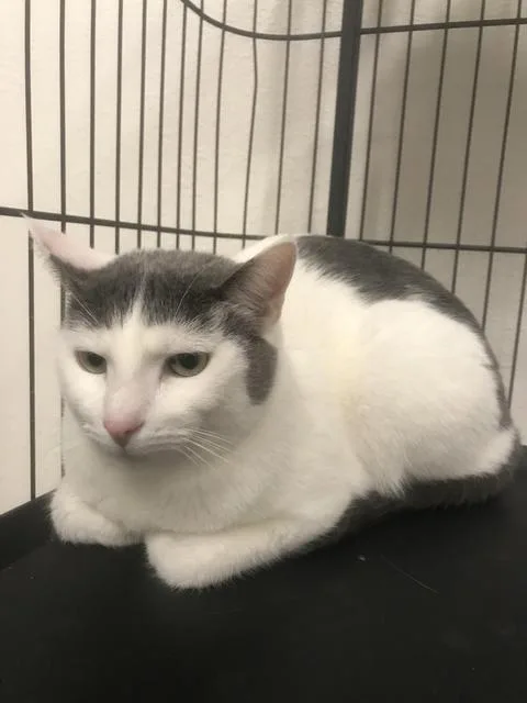 A senior small-sized female Domestic Short Hair cat named Dollie for adoption in Thousand Oaks, CA