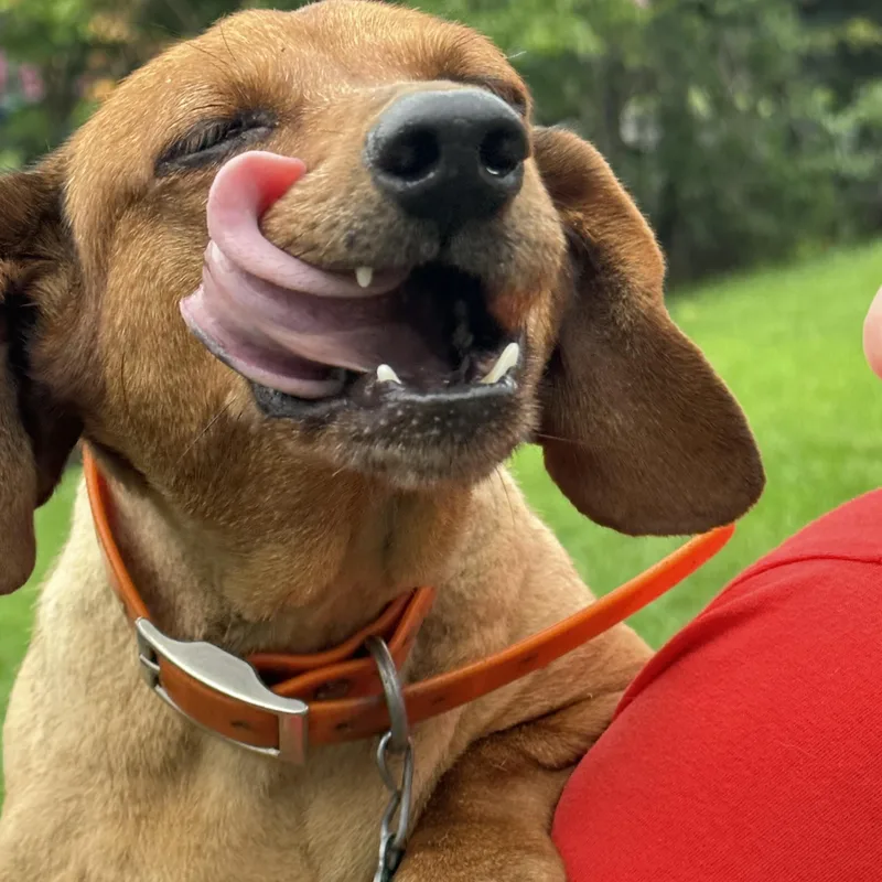 An adult small-sized female Red / Chestnut / Orange Dachshund dog named Ginger for adoption in Andover, MA