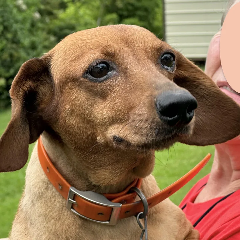 Ginger thumbnail 2