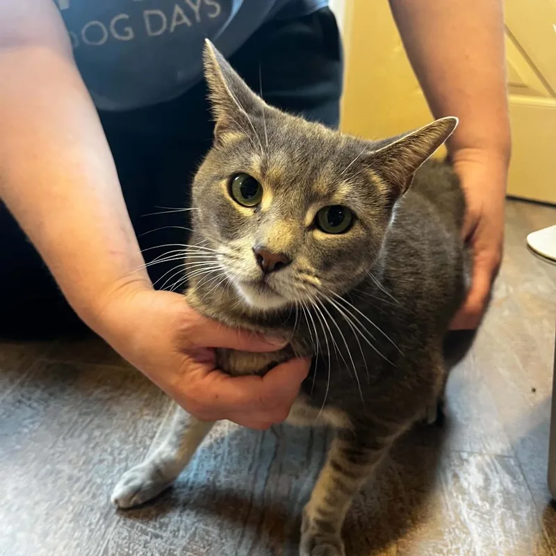 An adult small-sized female Gray / Blue / Silver Domestic Short Hair cat named Queenie for adoption in Pasadena , MD