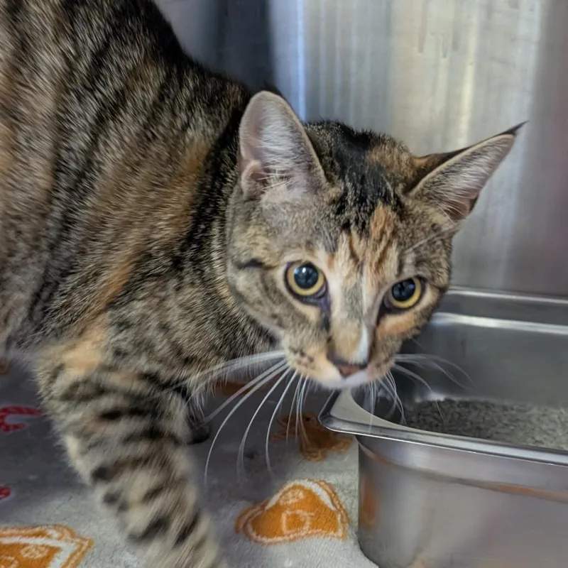 A young medium-sized female Black Domestic Short Hair cat named Mary for adoption in Blairsville, GA