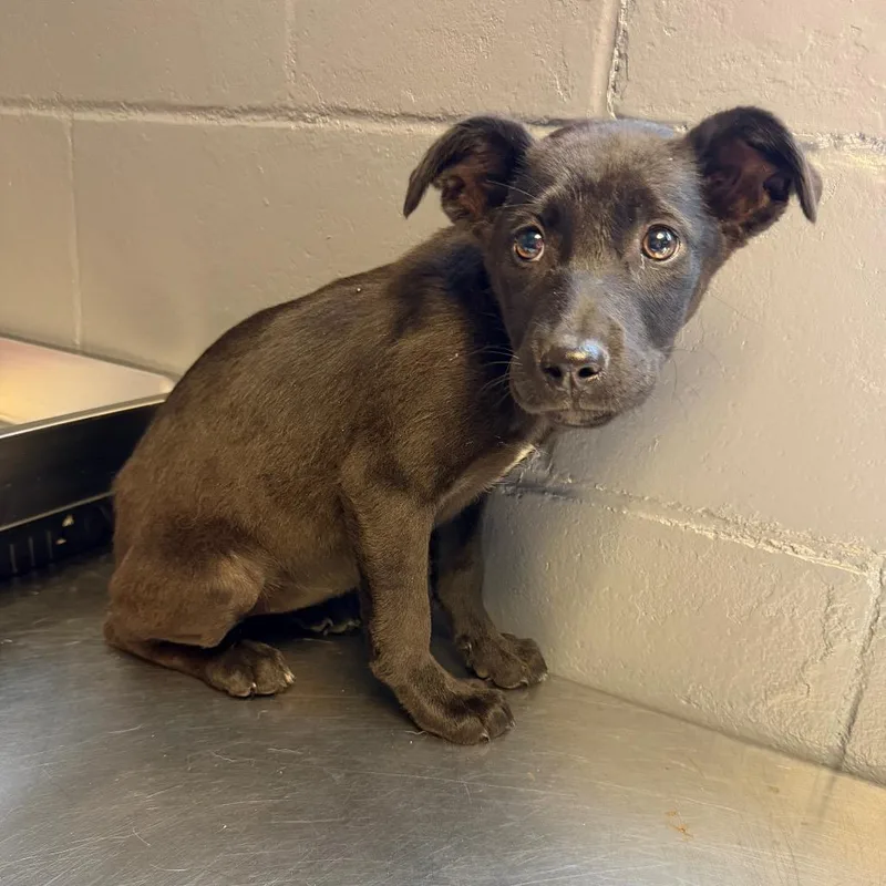 A baby small-sized female Black Labrador Retriever dog named Tuscstray for adoption in Tuscaloosa, AL