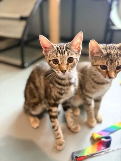 Cherry $ Petco thumbnail 2