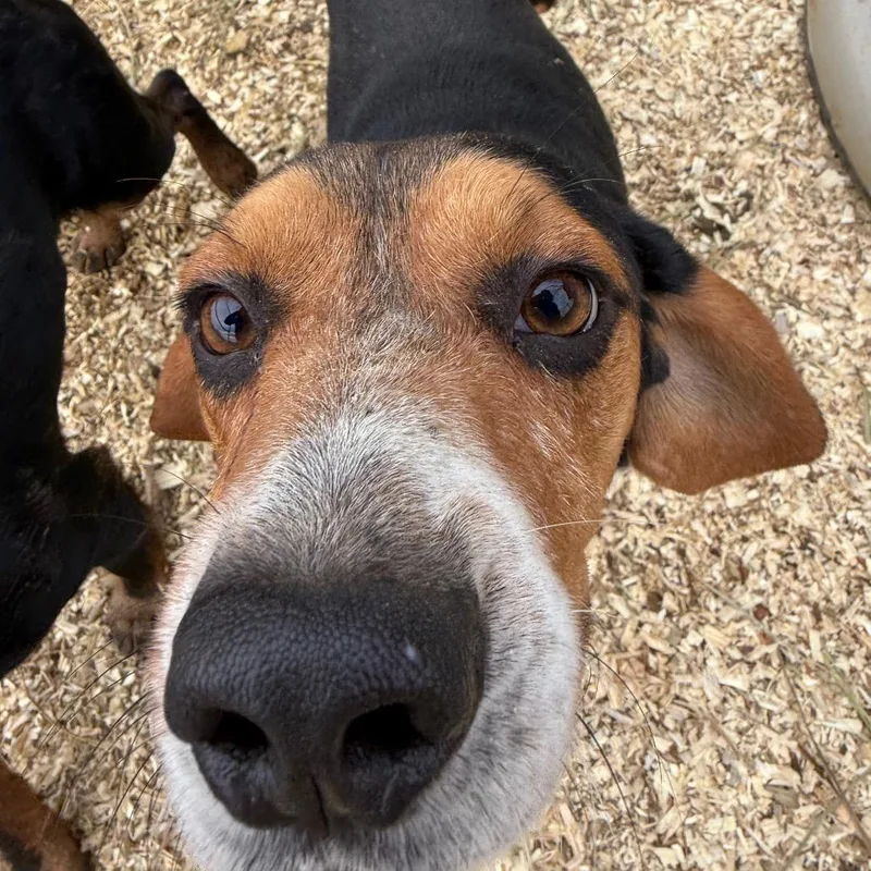An adult medium-sized male Black Beagle dog named Creek for adoption in Fairfax Station, VA