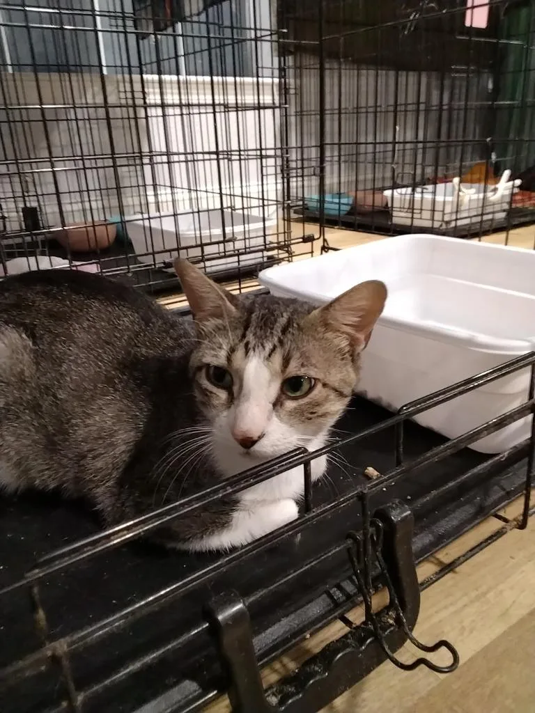 A young medium-sized male Domestic Short Hair cat named Bj for adoption in Richland Hills, TX
