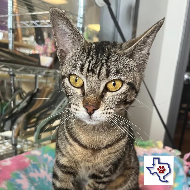 A baby medium-sized female Domestic Short Hair cat named Liberty for adoption in Houston, TX