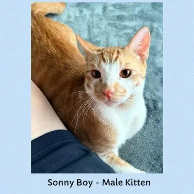 A baby medium-sized male Orange & White Domestic Short Hair cat named Sonny Boy for adoption in Mokena, IL