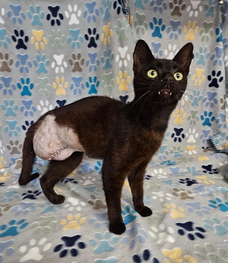A young small-sized male Domestic Short Hair cat named Vlad for adoption in Wabash, IN