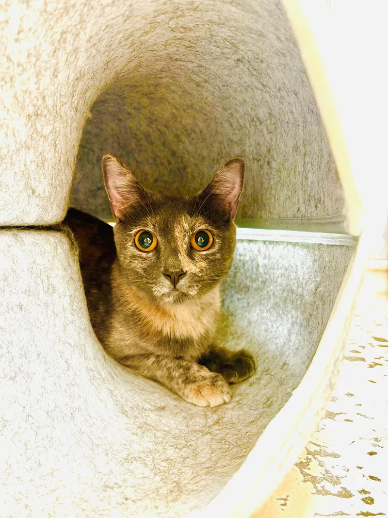 A young medium-sized female Domestic Short Hair cat named Rosalina for adoption in Joshua Tree, CA