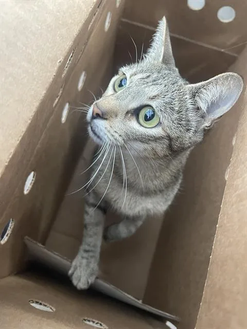 An adult medium-sized female Domestic Short Hair cat named Bessie for adoption in Dallas, TX
