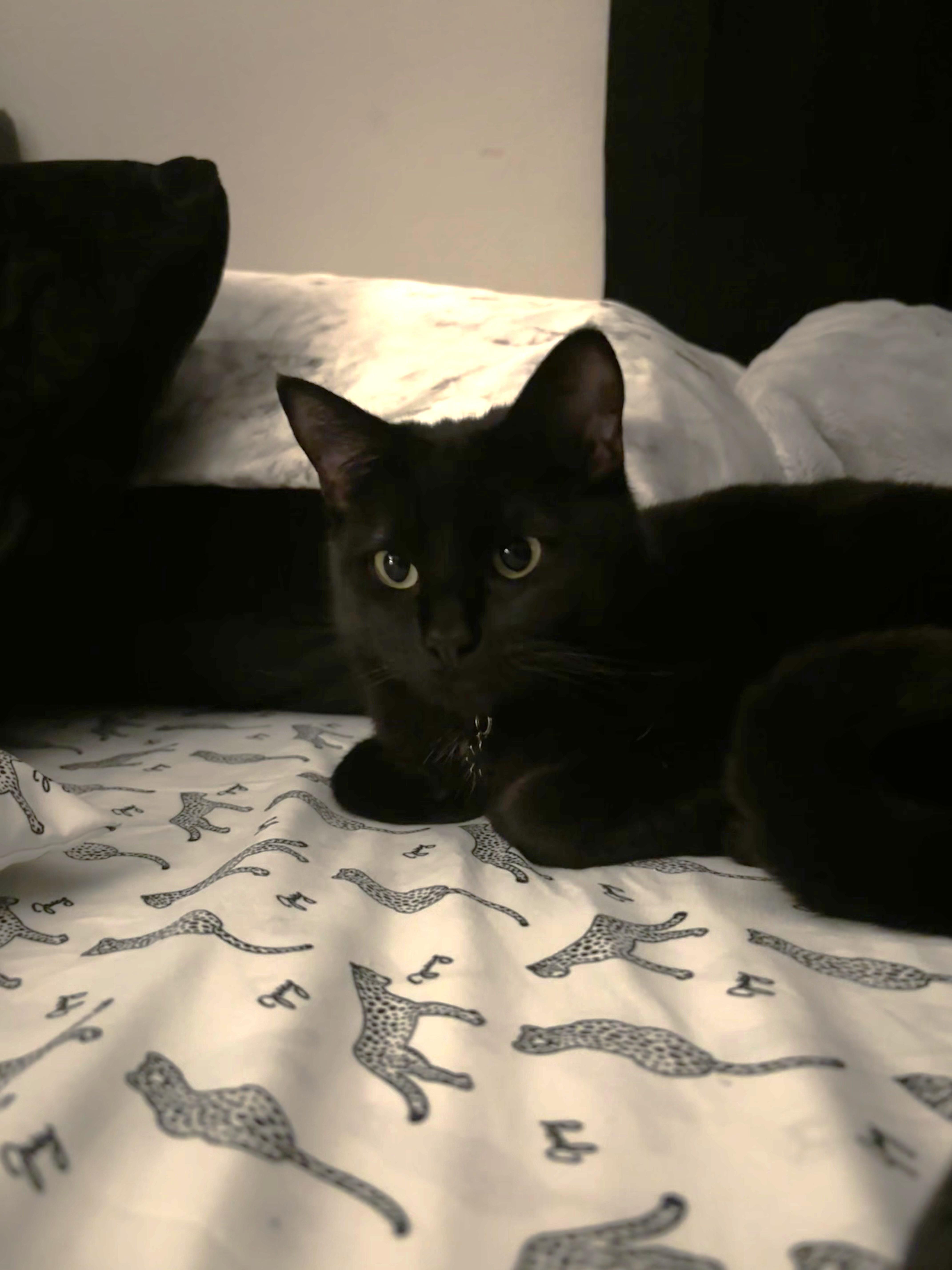 A young medium-sized female Black Domestic Short Hair cat named Solstice for adoption in Orange, CA