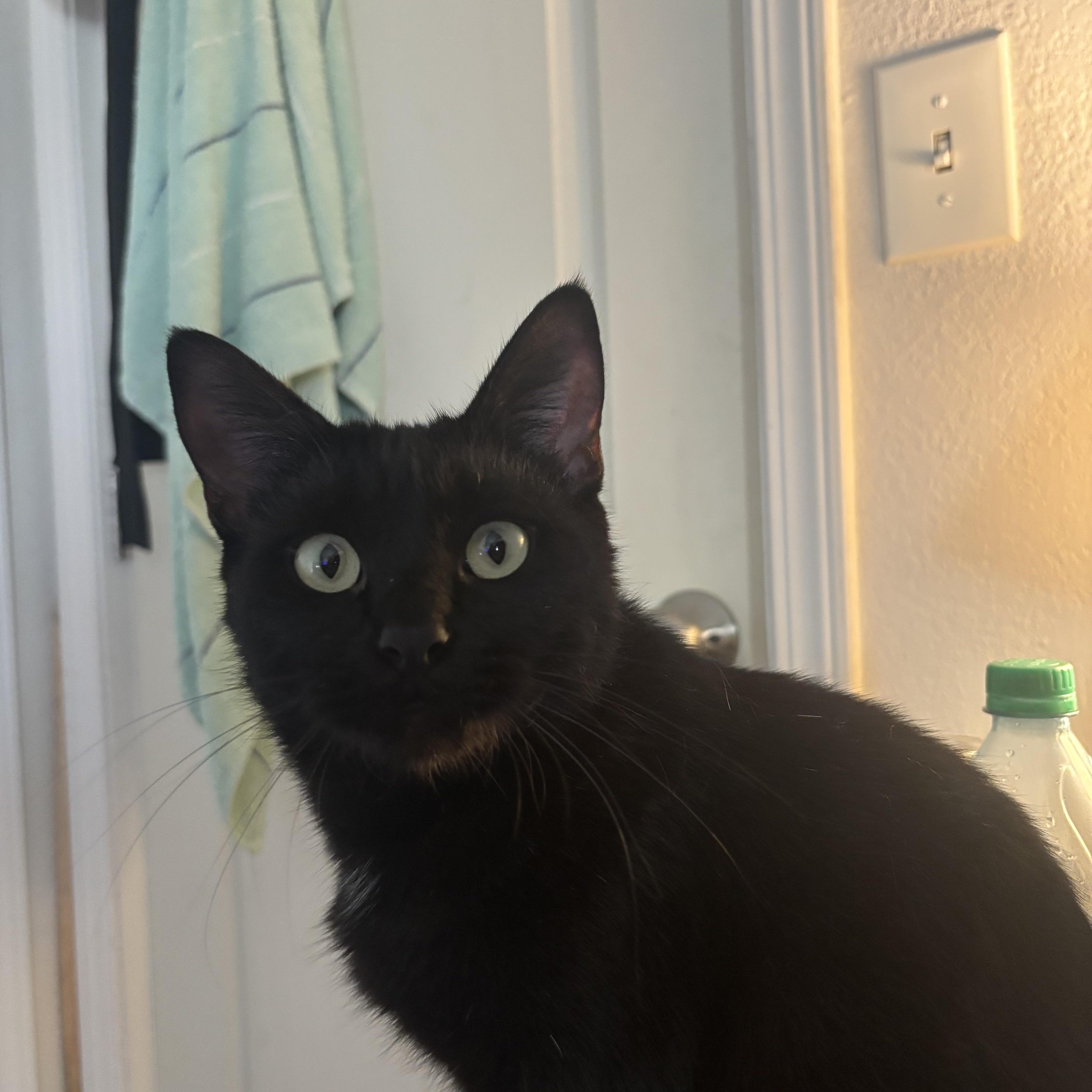 Solstice thumbnail 3