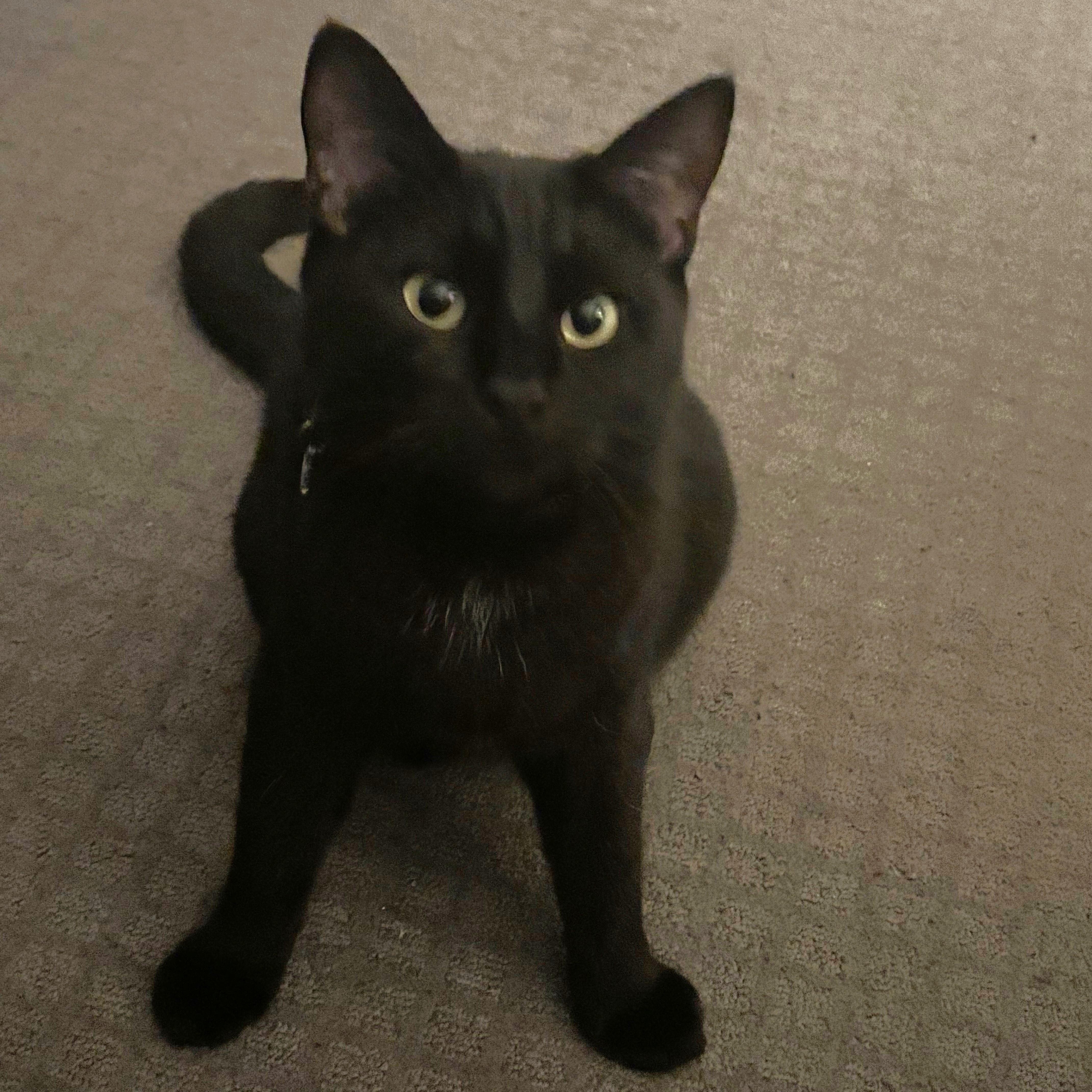 Solstice thumbnail 5